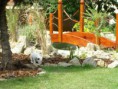 /album/fotogalerie/pupps-005-jpg/